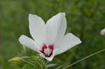 Swamp rosemallow